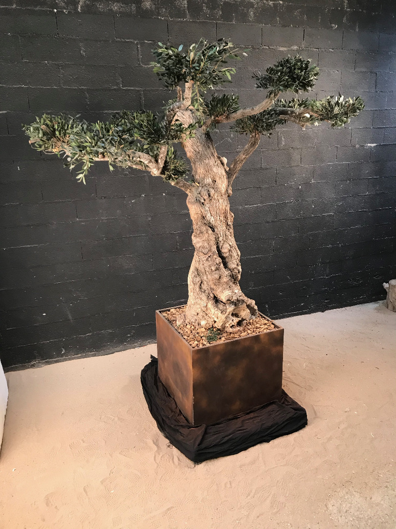 Réalisation d&rsquo;un olivier stabilisé en taille « Niwaki »