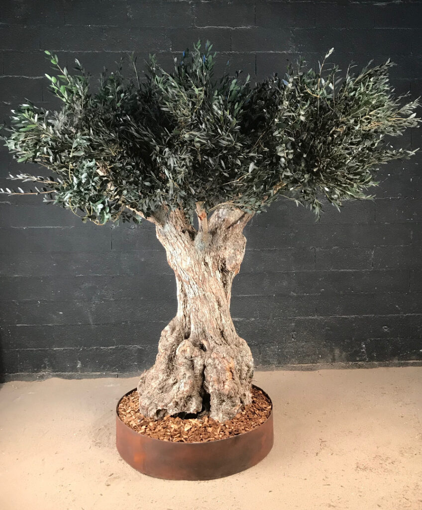 Un olivier en végétaux stabilisés pour un restaurant au Luxembourg