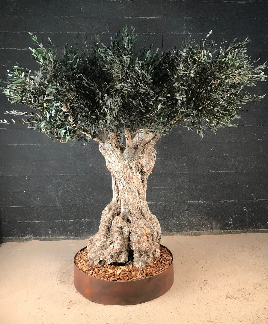 Un olivier en végétaux stabilisés pour un restaurant au Luxembourg