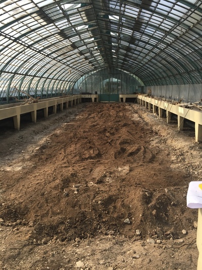 Arbres en bois flotté dans les serres d&rsquo;Auteuil à Paris